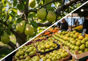 Peer gezond? Complete gids met voedingswaarde, tips en feiten + 3 recepten