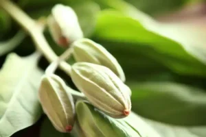 Ashwagandha is de formidabele vijand van cortisol