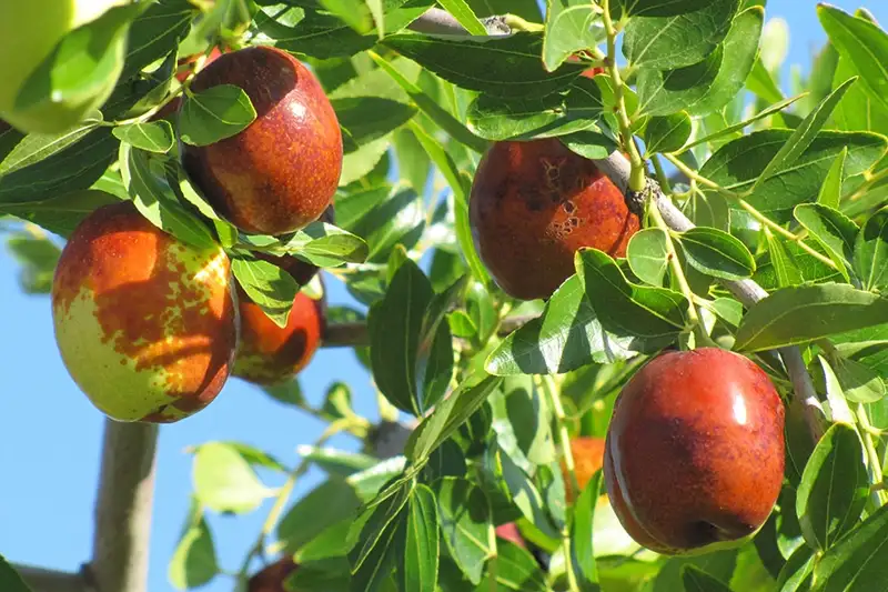 Jujube in je thee, soep of wijn? Dit wil je weten over de Chinese dadel