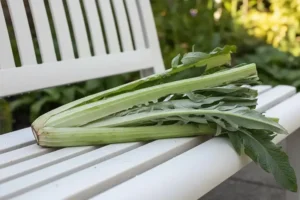 Kardoen - Artisjok-achtige groente met vlezige stengels + 3 recepten