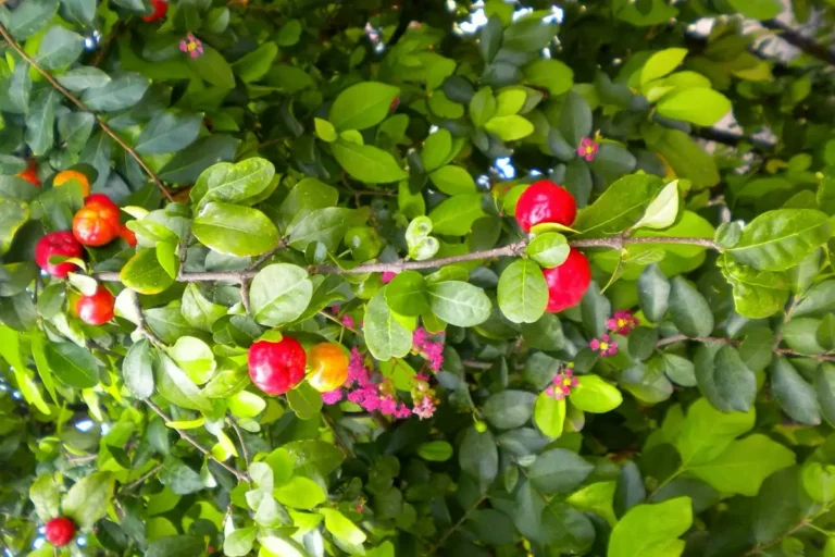 Acerola - de barbadoskers uit Zuid-Amerika