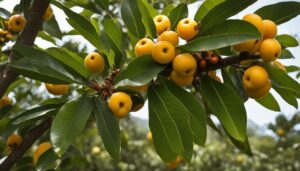 Loquat
