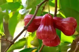 Rose Apple