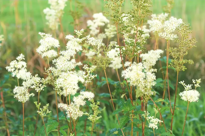 Moerasspirea In Je Keuken En Tuin: Smaakvol En Geneeskrachtig + 3 Recepten