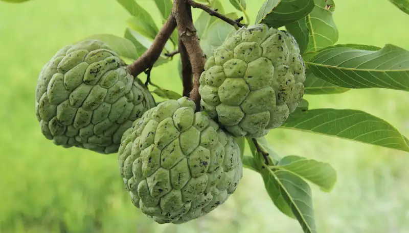 Cherimoya - De IJsappel Uit Peru