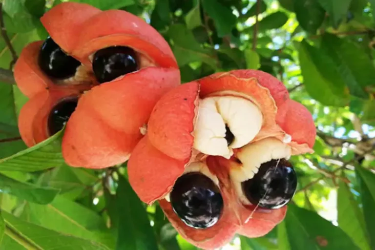 Ackee