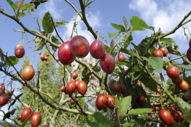 Tamarillo - De boomtomaat uit Nieuw-Zeeland