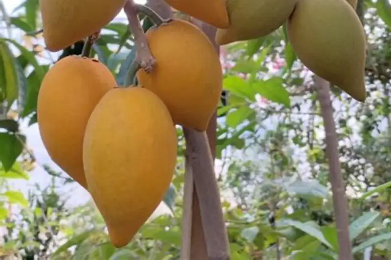 Canistel - De gele vrucht uit Mexico