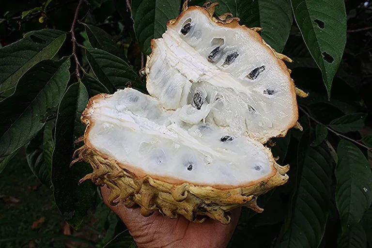 Rollinia en de kracht van tropische antioxidanten uit Zuid-Amerika