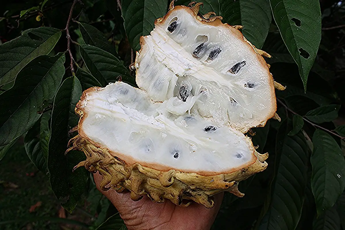 Rollinia en de kracht van tropische antioxidanten uit Zuid-Amerika