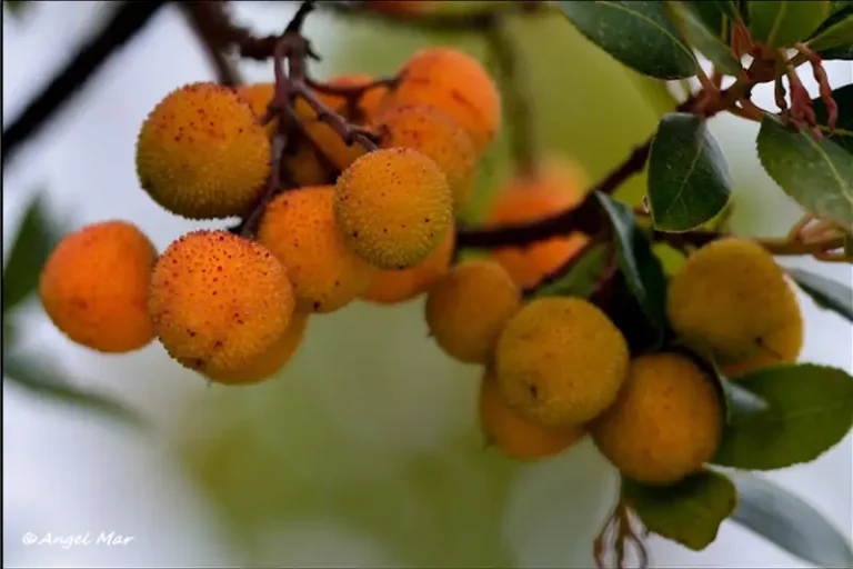 De aardbeiboom uit het middellandse zeegebied