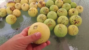 Monkey Fruit