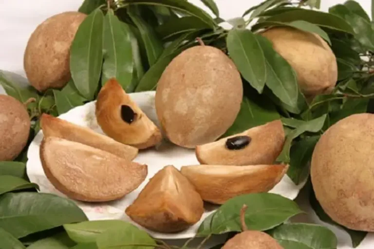 Biologie en voedingswaarde van de sapodilla