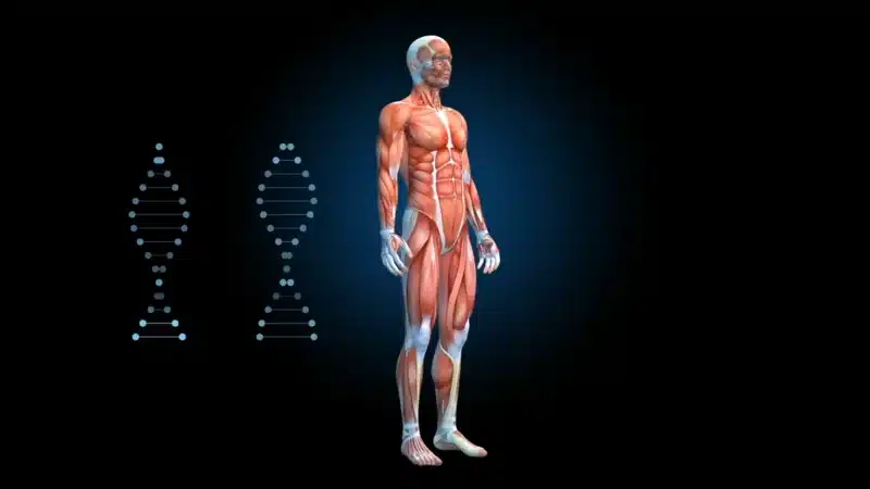 4 Verrassende Manieren om Spiergroei te Versnellen