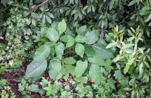 Alles over Gifsumak / Poison Ivy