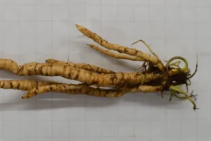 Skirret (Sium sisarum) - Geschiedenis, herkomst en gebruik in de keuken