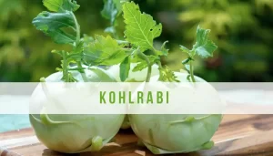De Kohlrabi: Een Culinaire Ontdekkingsreis door Geschiedenis, Herkomst en Keuken + Recept