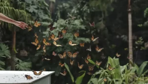 Nick Haenen – Een Leven in Dienst van Groei, Manifestatie, Verbinding en Coaching