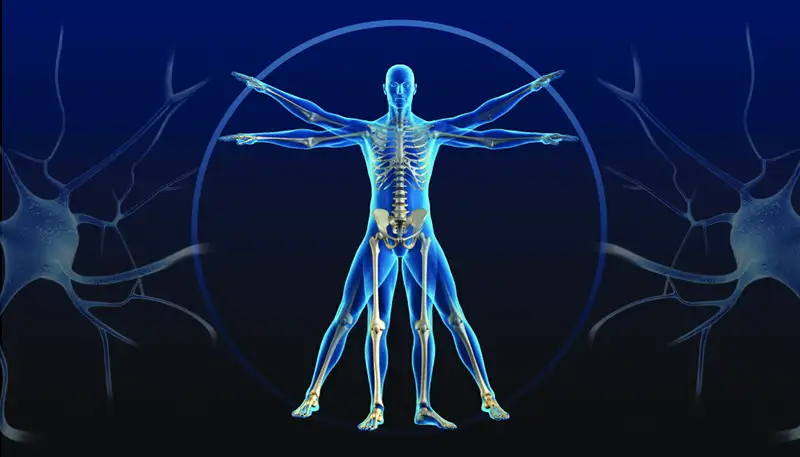 Regeneratie van Ledematen bij Mensen - Nieuwe Onderzoeken Dagen Eeuwenoude Ideeën Uit