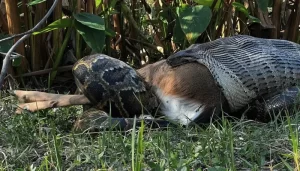 GoodFeeling.nl - Birmese Python Slokt Hertje Van 35 Kilo In Een Keer Op.webp