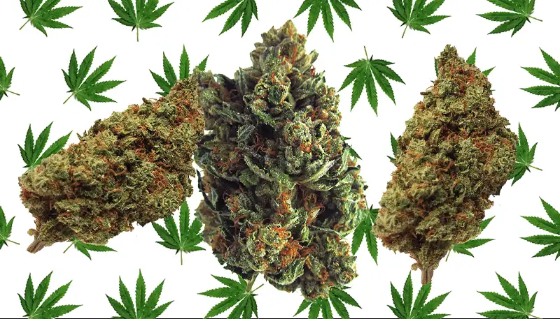 Cannabis Vermindert Hersennetwerken