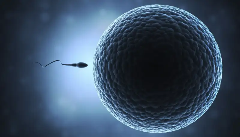 GoodFeeling.nl - De Spermatozoïde Kan Een Eicel Niet Zonder Deze Oude Moleculaire Sleutel Bereiken