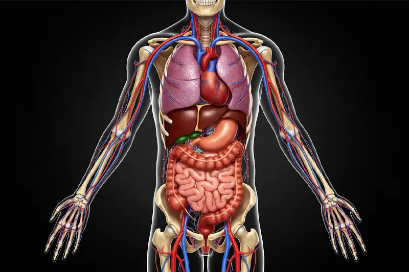 Je lichaam is een biochemische fabriek die specifieke grondstoffen van je eist