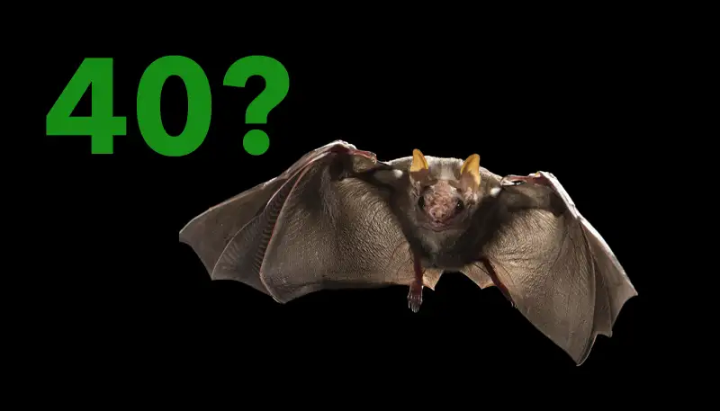 GoodFeeling.nl - Waarom vleermuizen niet verouderen zoals wij dat doen