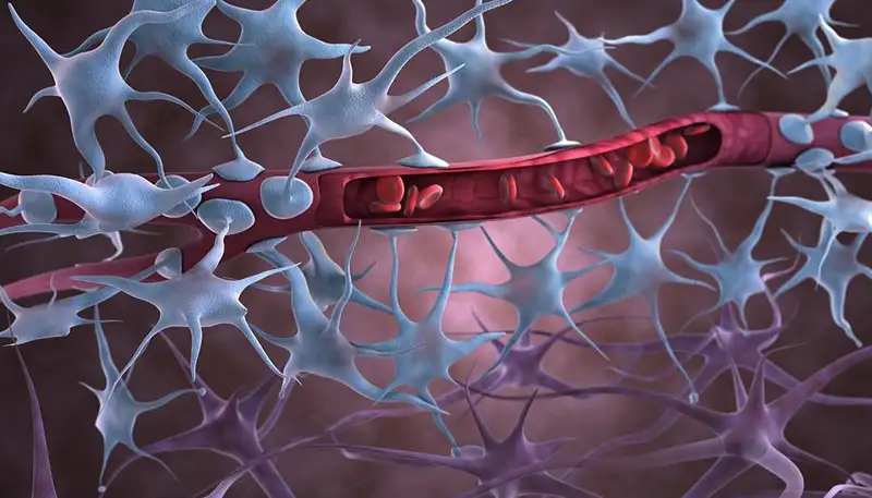 wat-is-de-bloed-hersenbarriere