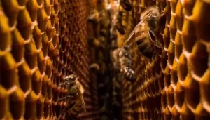 Waarom Bijen Hun Nesten Symmetrisch Organiseren