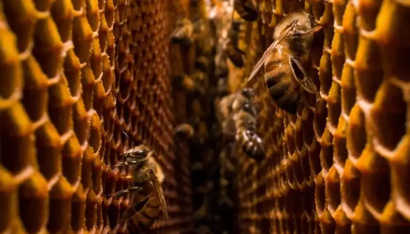 Waarom Bijen Hun Nesten Symmetrisch Organiseren