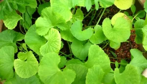 Wat is Centella Asiatica precies en hoe is het goed voor je?Wat is Centella Asiatica precies en hoe is het goed voor je?