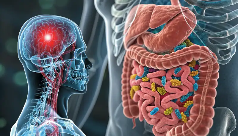 Directe Verbinding Tussen Darmmicrobioom en Menselijke Intelligentie