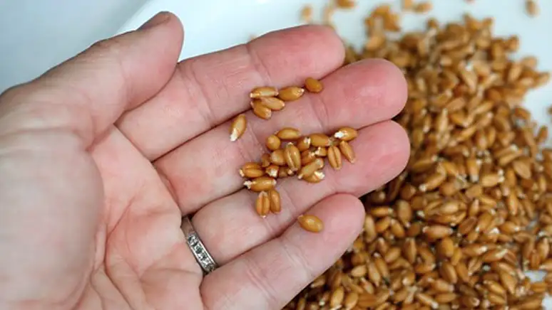 Ontdek de Voordelen van Tarwekorrels