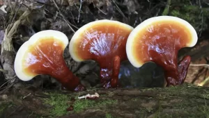 Zijn reishi paddenstoelen gezond?