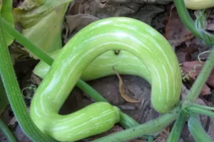 Alles wat je moet weten over de tromboncino courgette