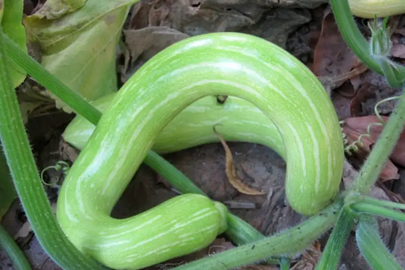 Alles wat je moet weten over de tromboncino courgette