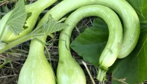 Tromboncino Courgette