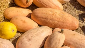 Wat is Banana Squash en Hoe Maak Je Het Klaar