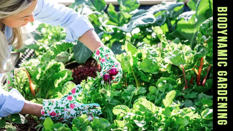 Biodynamic Gardening