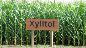 Xylitol: Een suiker die daadwerkelijk meer geneest dan alleen gaatjes