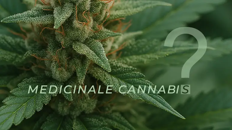 Een Jaar Medicinale Cannabis Proef