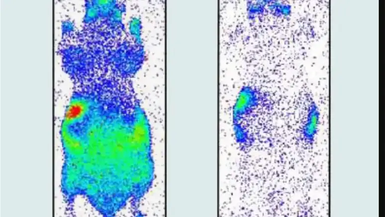 Het Mysterie Ontrafeld Levende Wezens Zenden Licht Uit Tot Na Hun Dood