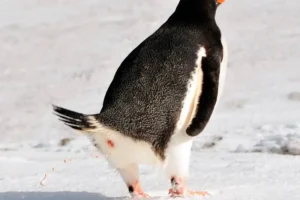 Dit Doet Pinguïnpoep Met Onze Planeet