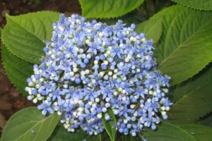 2.000 Jaar Oud Chinees Kruid Blijkt Veelbelovend Bij Gewichtsverlies en Obesitas