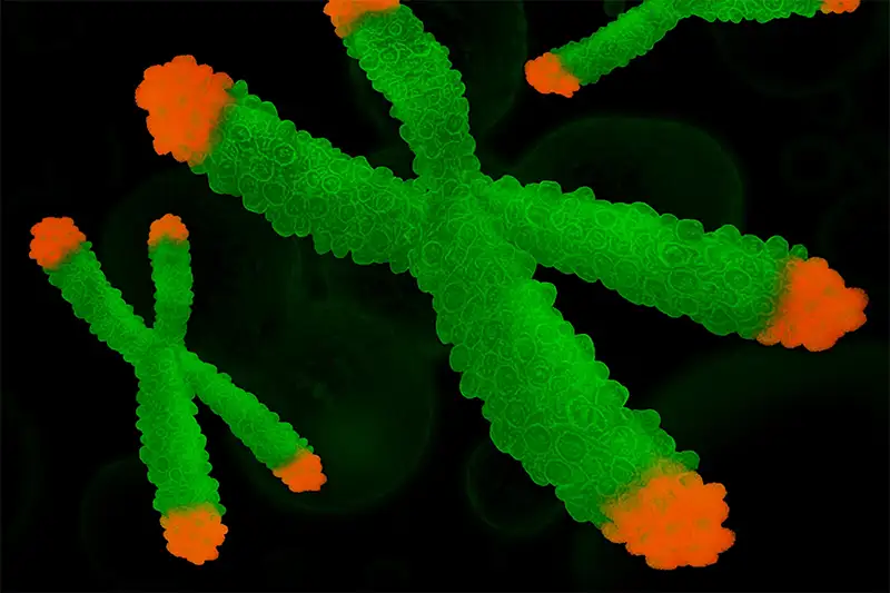 Nieuwe Studie Over Telomeren: Dagelijkse Vitamine D-supplementen Vertragen Veroudering van Cellen