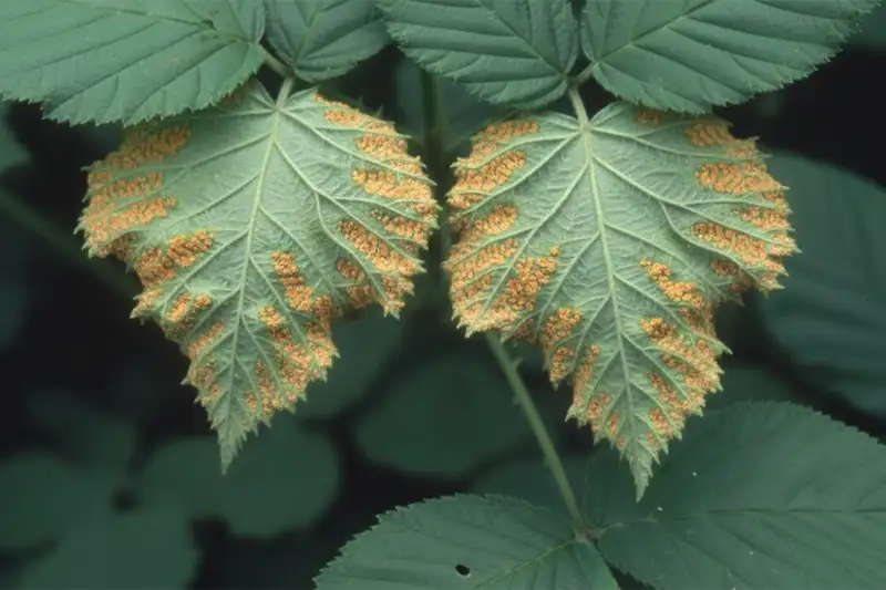 Orange Rust bij bramen