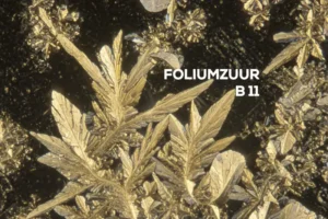 Vitamine B11 (foliumzuur): essentieel voor celgroei en herstel en zwangerschap