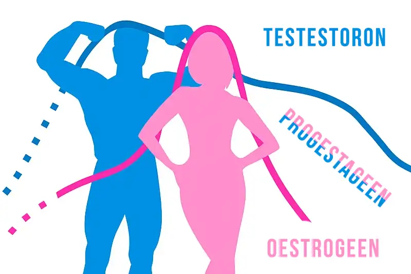 Geslachtshormonen oestrogeen zo sturen ze je brein en gedrag