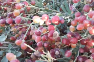 Nitraria roborowskii